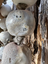 Load image into Gallery viewer, Ceremony Beads - Lichen